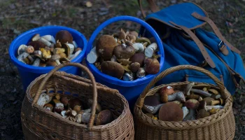 Суперсезон из-за тепла: какие грибы можно найти в подмосковных лесах в декабре