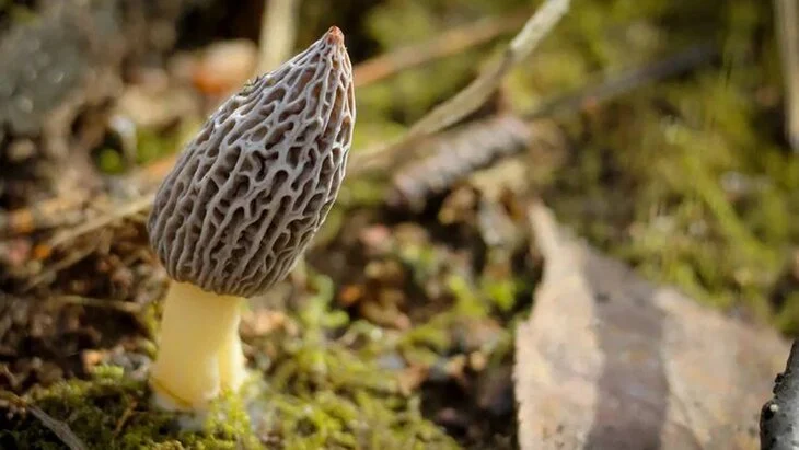 Первые строчки и сморчки появились в нацпарке "Лосиный остров" Первые строчки и сморчки появились в нацпарке "Лосиный остров"