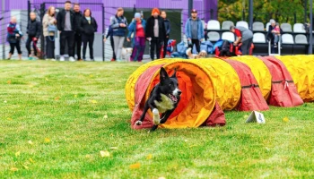 В парке &laquo;Яуза&raquo; 16 июня&nbsp;пройдет Кубок столицы по аджилити
