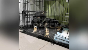 Московский зоопарк предложил помощь хозяевам пострадавших в Подольске собак