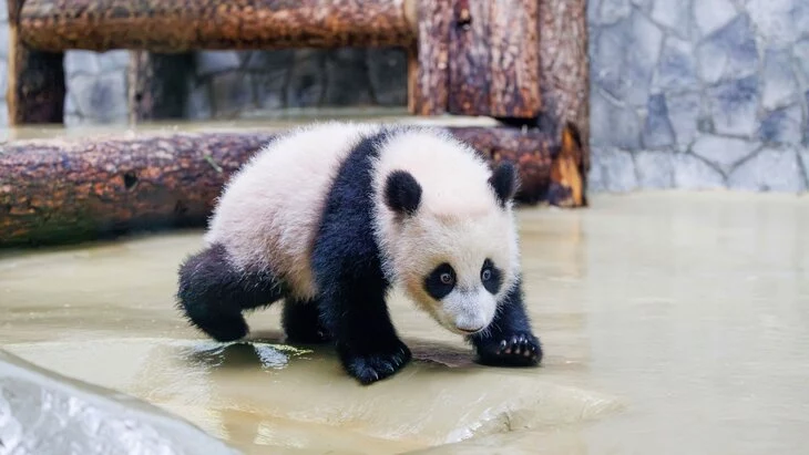 Более 40 тыс человек посетили панду Катюшу в выходные Более 40 тыс человек посетили панду Катюшу в выходные