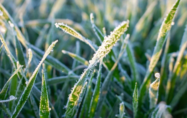 МЧС предупредило о заморозках до минус двух градусов в Москве 4 мая МЧС предупредило о заморозках до минус двух градусов в Москве 4 мая