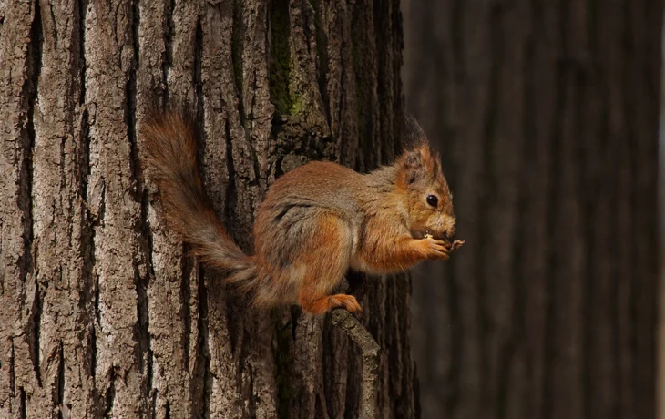 Москвичам рассказали о детенышах зверей и птиц, которых можно встретить в городе Москвичам рассказали о детенышах зверей и птиц, которых можно встретить в городе
