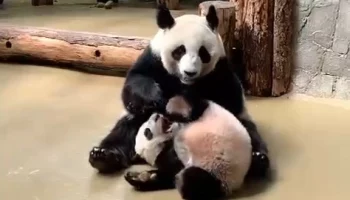 «Кувыркает»: Московский зоопарк рассказал, как Диндин воспитывает панду Катюшу