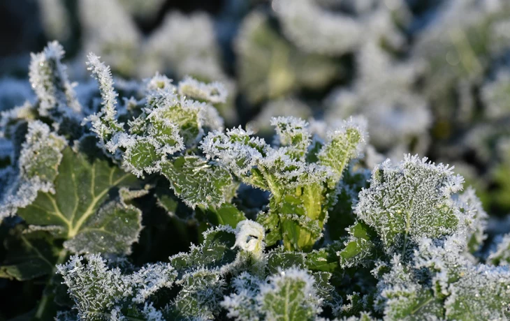 «Первые заморозки»: синоптик Позднякова назвала сроки похолодания в Москве «Первые заморозки»: синоптик Позднякова назвала сроки похолодания в Москве