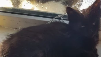 Столичные коммунальщики спасли котенка, попавшего в механизм для разрыва пакетов