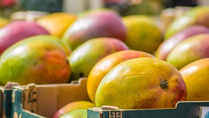 Гвинея выразила заинтересованность в расширении поставок манго в Россию Гвинея выразила заинтересованность в расширении поставок манго в Россию