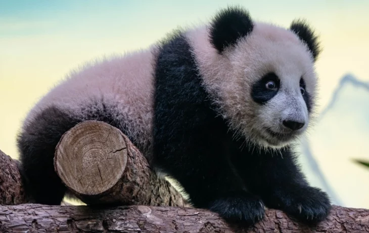 &laquo;Под бревнышками&raquo;: Московский зоопарк показал, как Катюша прячется от мамы