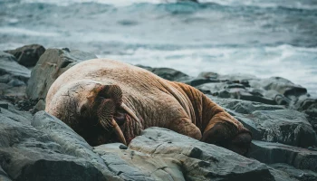 Туриста оштрафовали на 1,1 тысячи долларов в Норвегии за беспокойство моржа