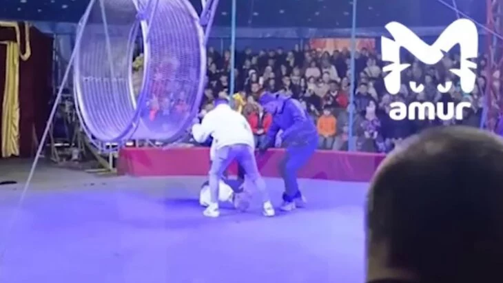 В цирке "Звездный" рассказали о состоянии упавшего с высоты артиста