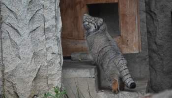 «Зимняя бескормица»: манул Тимофей начнет получать меньше крыс и перепелов «Зимняя бескормица»: манул Тимофей начнет получать меньше крыс и перепелов