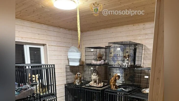 Уголовное дело о зоогостинице в Чехове передано в МВД