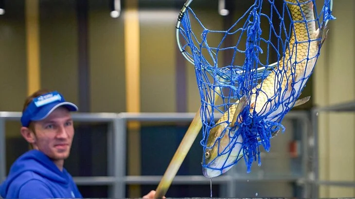 Белый амур появился в аквариумах рынка "Москва – на волне" Белый амур появился в аквариумах рынка "Москва – на волне"