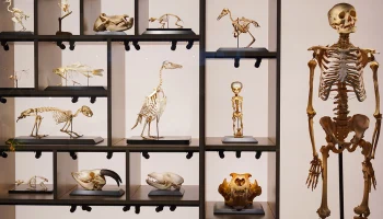 &laquo;Мосбилет&raquo; приглашает на лекции и экскурсии в Биологический музей