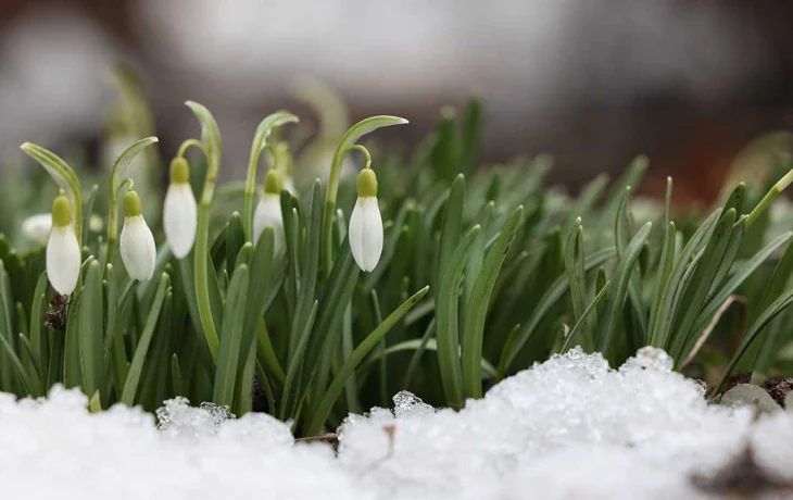 Подснежники в столичном регионе появятся на три недели раньше срока Подснежники в столичном регионе появятся на три недели раньше срока