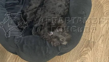 Спасатели вернули хозяйке упавшую в Москву-реку собаку