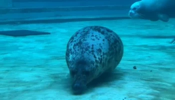 &laquo;Свернула в сторону&raquo;: Московский зоопарк показал тюленя-подводную лодку