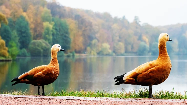 Без морозов, но и без солнца: какой будет погода в Москве на ноябрьские праздники Без морозов, но и без солнца: какой будет погода в Москве на ноябрьские праздники