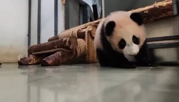 &laquo;Отрабатывает кувырок&raquo;: Московский зоопарк показал спортивный досуг Катюши&nbsp;