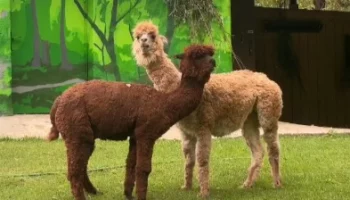 &laquo;Шли мимо? Идите дальше&raquo;: Московский зоопарк показал озадаченных съемкой альпак