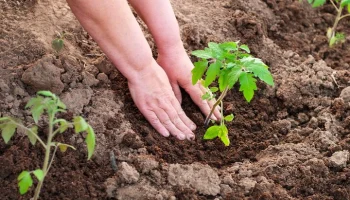 Минсельхоз РФ ввел ограничения на экспорт отдельных видов удобрений