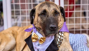 Кадры с мероприятия &laquo;Моспитомец х Четвероногий друг&raquo; доступны в &laquo;Мосфото&raquo;