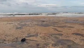 Режим ЧС введен в двух муниципалитетах на Кубани после разлива нефтепродуктов