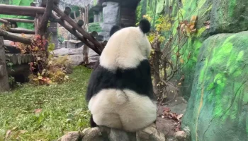Появилось видео с пандой Катюшей, которая решила самостоятельно поменять рацион