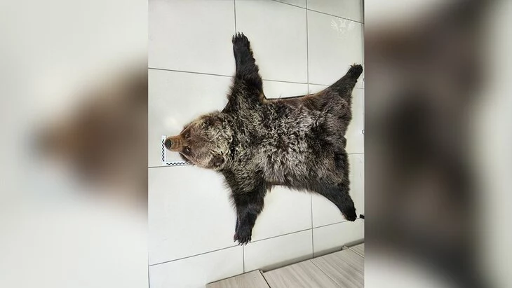 Ковер из шкуры медведя обнаружили в вещах летевшей из РФ китаянки Ковер из шкуры медведя обнаружили в вещах летевшей из РФ китаянки