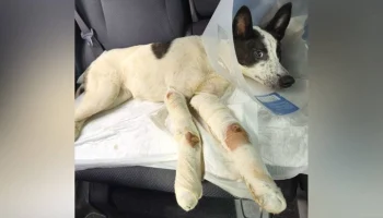 Дело возбуждено на красноярца, выбросившего с четвертого этажа щенка