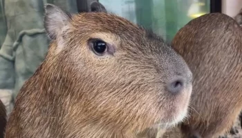 «Полный дзен»: Московский зоопарк показал подросших детенышей капибар