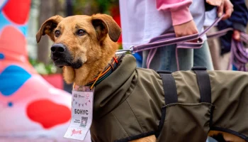 Полезный лекторий открылся на мероприятии &laquo;Моспитомец х Четвероногий друг&raquo;