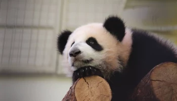 Московский зоопарк показал новое видео с подросшей Катюшей на улице