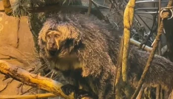 &laquo;Насупившийся домовенок&raquo;: Московский зоопарк показал обаятельных бледнолицых сак