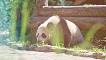 &laquo;Осваивала укрытия&raquo;: Московский зоопарк рассказал, чем занималась Катюша на улице