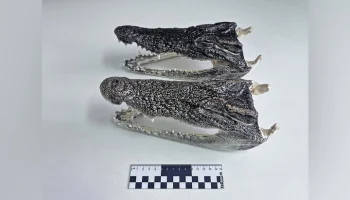 Крокодильи головы нашли у пассажира из Таиланда в новосибирском аэропорту