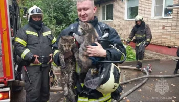 Мать с тремя детьми, собака, три кота и черепаха спасены при пожаре в Великом Новгороде