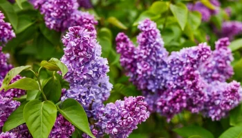 Биолог Филин: первые соцветия сирени могут появиться в Москве уже в марте