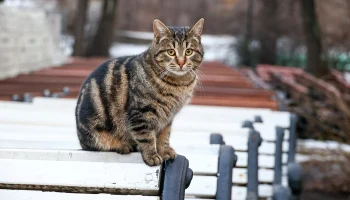 В ожидании похолодания: какой будет погода в Москве на предстоящих выходных В ожидании похолодания: какой будет погода в Москве на предстоящих выходных