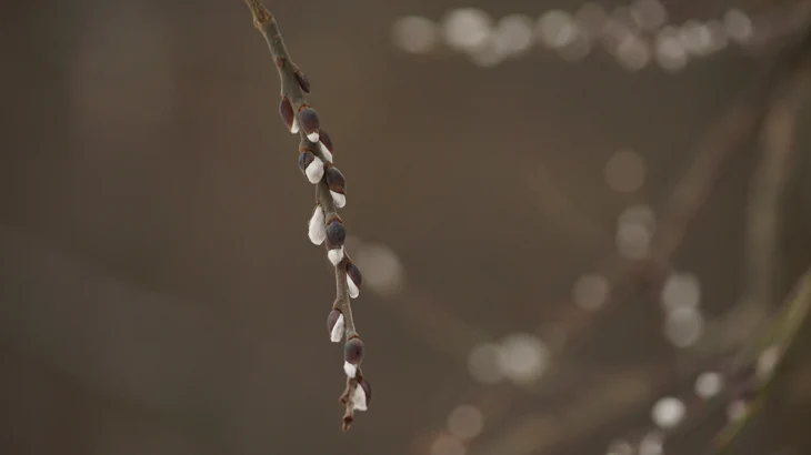 Метеоролог Позднякова рассказала о погоде в Москве в Вербное воскресенье Метеоролог Позднякова рассказала о погоде в Москве в Вербное воскресенье