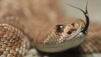 Аномально теплая осень сбила график зимовки змей в Подмосковье