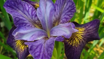 Выставка японских ирисов пройдет в "Аптекарском огороде" с 1 по 10 июля