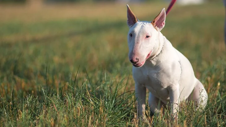 Дело возбуждено после нападения собаки на ребенка в Москве Дело возбуждено после нападения собаки на ребенка в Москве