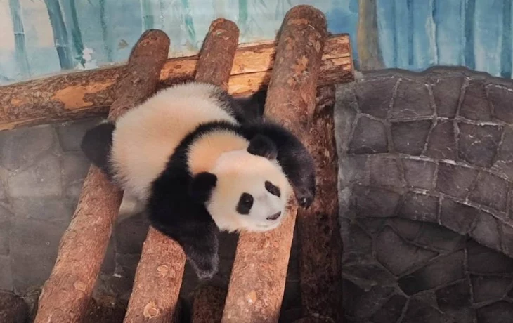 «Решила поспать»: Московский зоопарк показал реакцию панды Катюши на майский снег