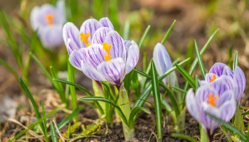 Крокусы, подснежники и нарциссы распустились в московских парках
