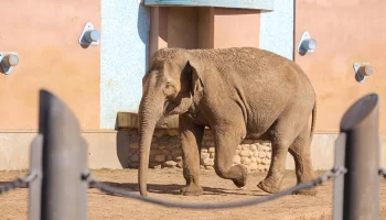«Кучи прохладного песка»: Московский зоопарк рассказал о тонкостях ухода за слонами