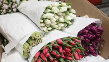 Флорист Старостина рассказала, как сэкономить на букете к 14 февраля