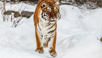 Уголовное дело возбуждено по факту убийства амурского тигра в Приморье