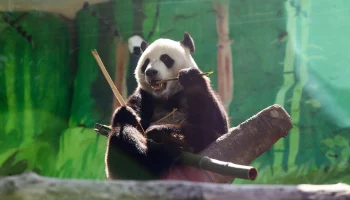 &laquo;Папа на работе&raquo;: Московский зоопарк показал кадры неспешных будней панды Жуи