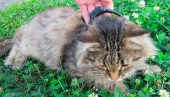 Кота-наркокурьера задержали в Нижегородской области